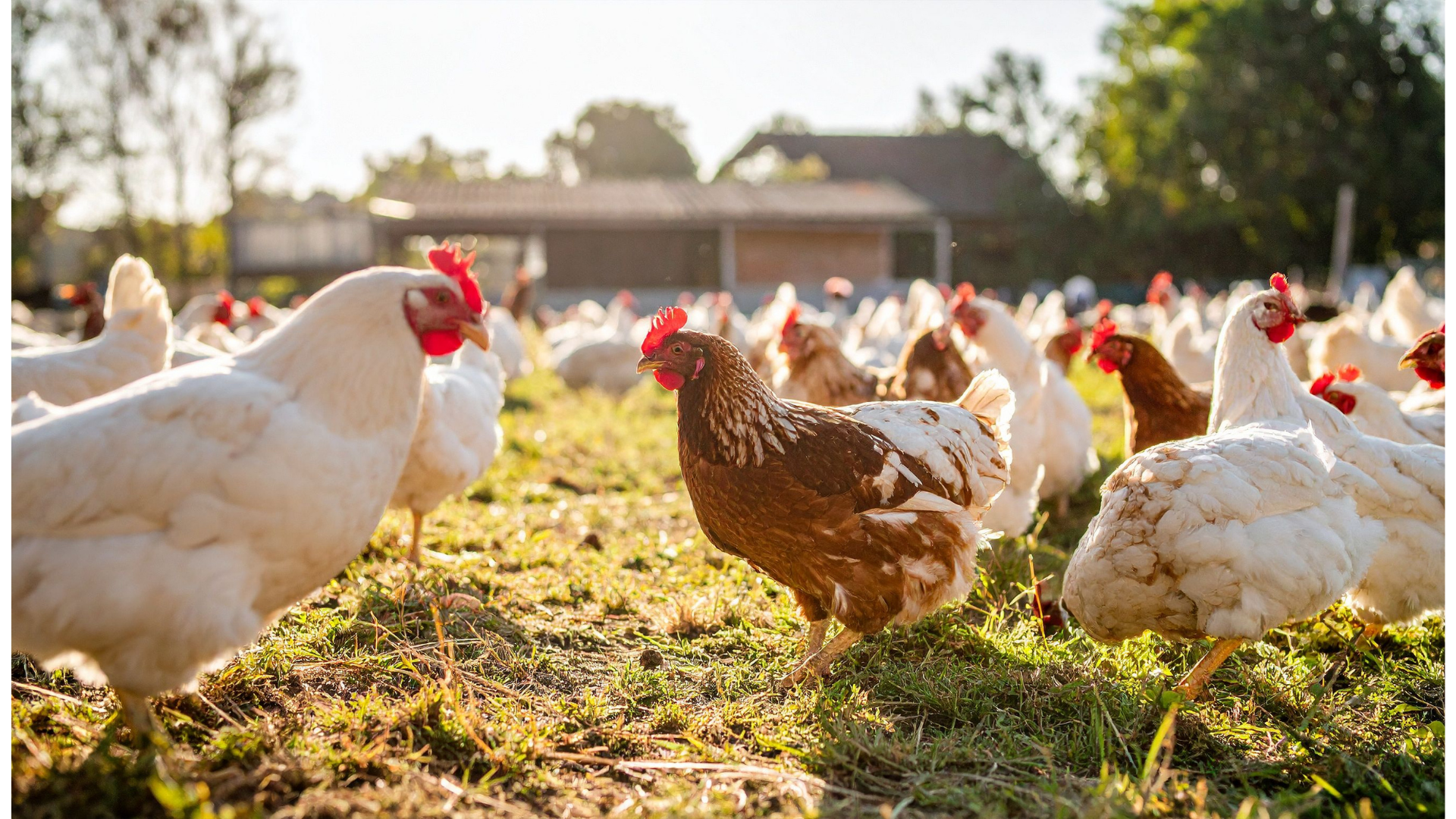 Poultry Solutions